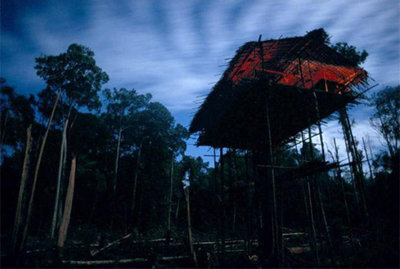 Bộ tộc ở trần, ăn thịt người, sống trên ngọn cây