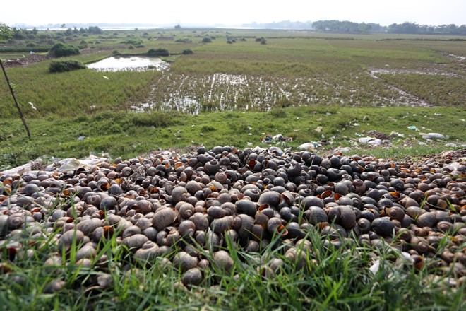 Tăng cường tiêu diệt ốc bươu vàng