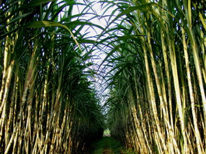 Nhà máy điện tại Cuba sử dụng nhiên liệu từ mía