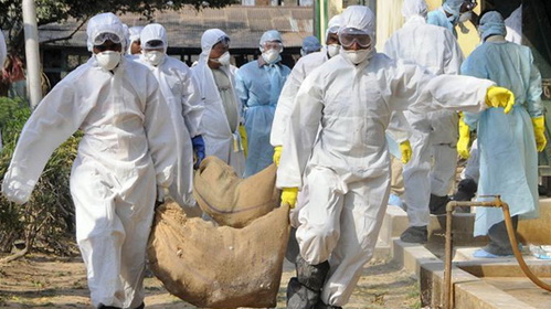 Trung Quốc: một người chết do cúm gia cầm