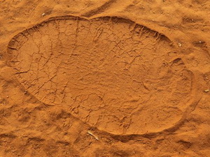 Phát lộ dấu chân voi niên đại 7 triệu năm ở UAE