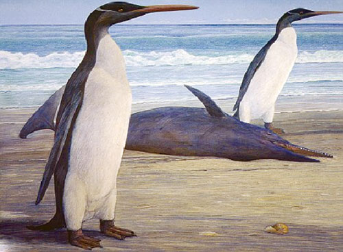 Hóa thạch chim cánh cụt 25 triệu năm tuổi