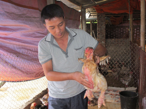 Giống gà Đông Tảo - Đặc điểm và giá trị