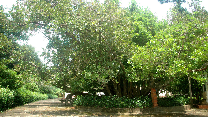 Bạch mai, trôm mõ được công nhận là cây di sản Việt Nam