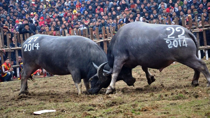 2 triệu đồng/kg thịt trâu chọi