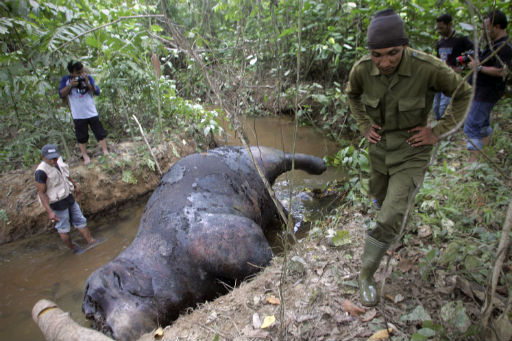 Indonesia: 7 con voi Sumatra lại bị đầu độc chết