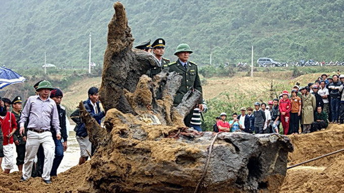 Đưa gốc cây sưa ở sông Troóc vào bảo tàng