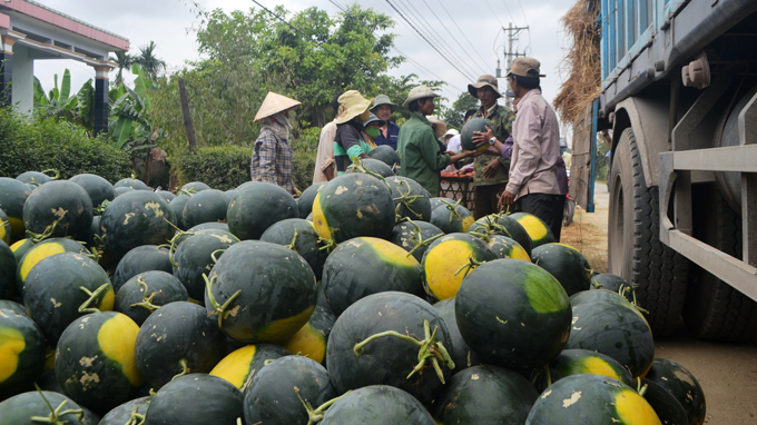 Dưa hấu 2.000 đồng/kg: mát ruột khách, đắng lòng nông dân