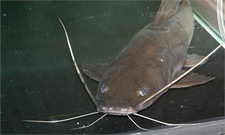 Thả 100.000 con cá lăng giống xuống hồ thủy điện