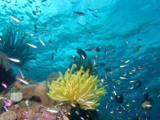 Úc thành lập khu bảo tồn biển lớn nhất thế giới