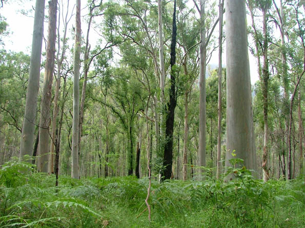 Triển khai đề án chi trả dịch vụ môi trường rừng