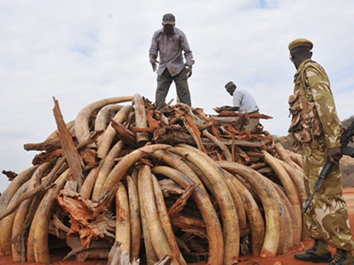 Gabon đốt kho ngà voi