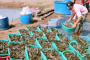 Tôm nhập khẩu tại hầu hết các thị trường đều tăng giá