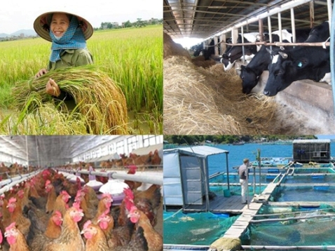 Hộ cận nghèo sẽ được hỗ trợ 100% phí bảo hiểm nông nghiệp