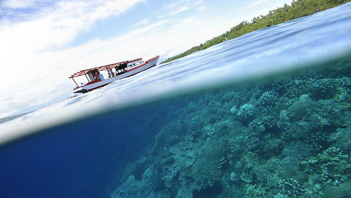 Diện tích san hô toàn cầu đang thu hẹp quá nhanh