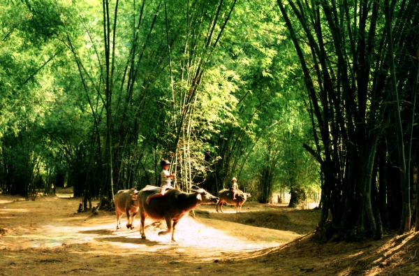 Ký sự Những nẻo đường - Ký sự Mùa thu vàng - Phần 8