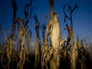 Giá lương thực thế giới tăng vọt