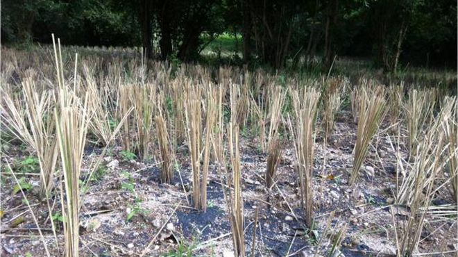 Thái Lan điều tra dự án trồng rừng chống lũ