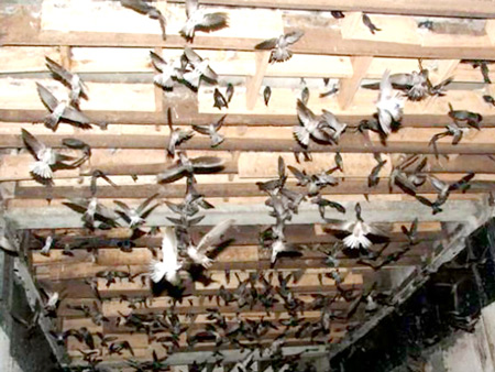 Phát triển nghề nuôi yến cần thêm thời gian