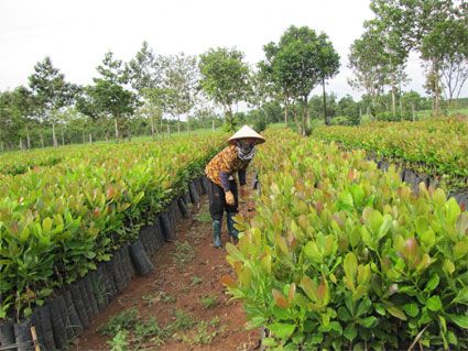 Chơn Thành: 110 hộ do phụ nữ làm chủ thoát nghèo