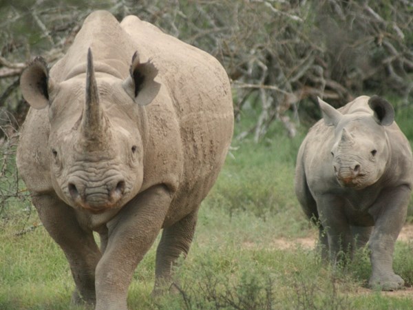 Mua b&aacute;n, vận chuyển sừng t&ecirc; gi&aacute;c c&oacute; thể nhận 7 năm t&ugrave;