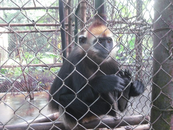 Siết chặt quản l&yacute; nu&ocirc;i, trồng c&aacute;c lo&agrave;i thuộc diện qu&yacute; hiếm