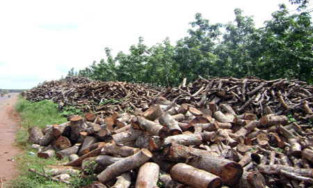 Thu lợi từ gỗ điều