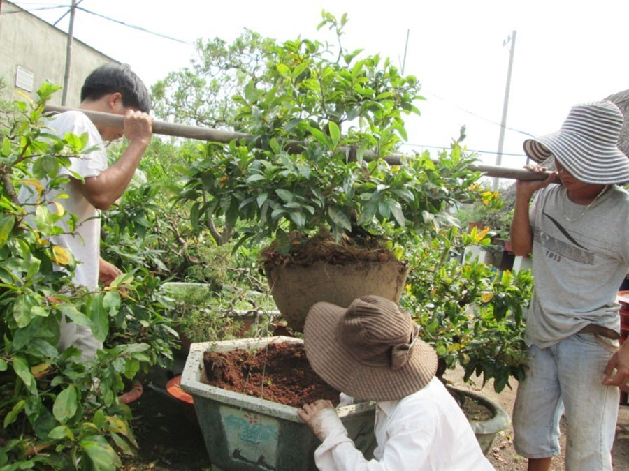 Sôi động thị trường cho thuê mai tết