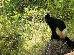 Hội thảo quốc tế bảo tồn linh trưởng ở Đông Dương