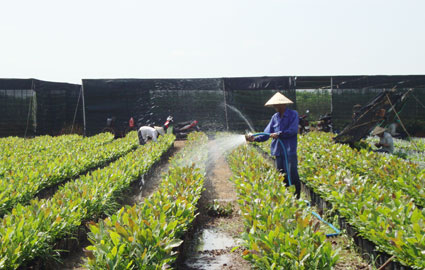 Bình Phước: Xuất khẩu lao động quá èo uột