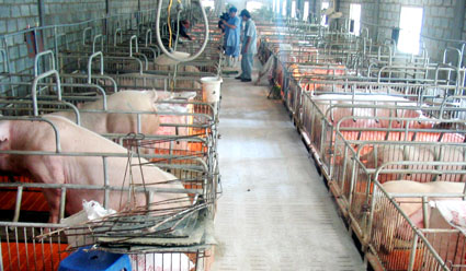 Quảng c&aacute;o sai về thức ăn chăn nu&ocirc;i sẽ bị phạt nặng