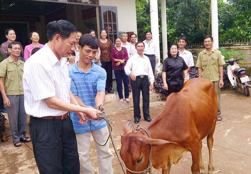 Tặng bò sinh sản cho các hộ nghèo