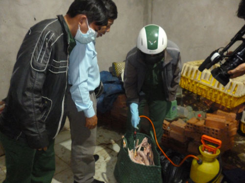 Phát hiện hóa chất nhuộm vàng gà có thể gây ung thư tại điểm giết mổ lậu