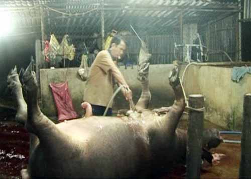 Cận cảnh 'công nghệ' bơm nước vào gia súc để tăng trọng