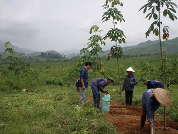Cao su Lộc Ninh bón phân cá thay phân vô cơ