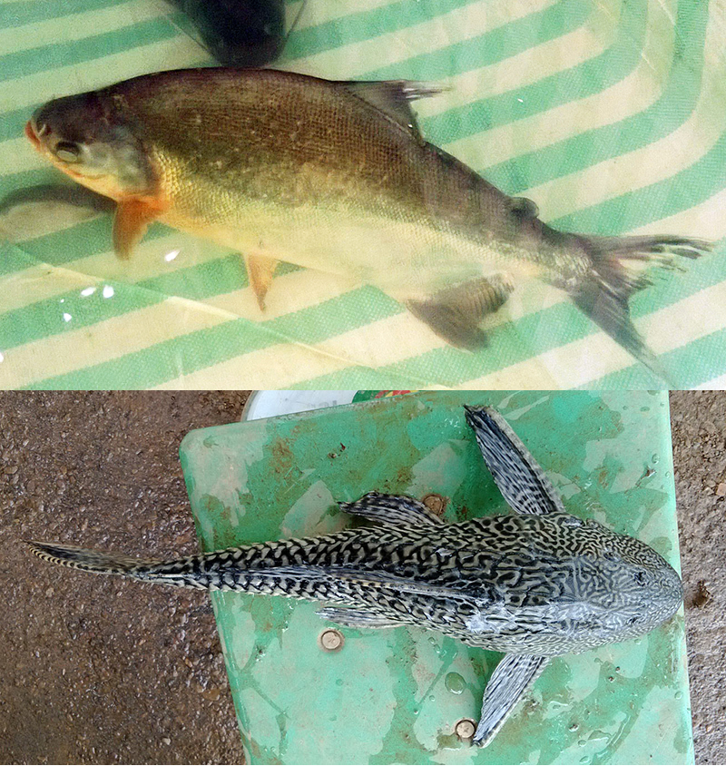 Xuất hiện 2 loài cá có hại ở các hồ chứa