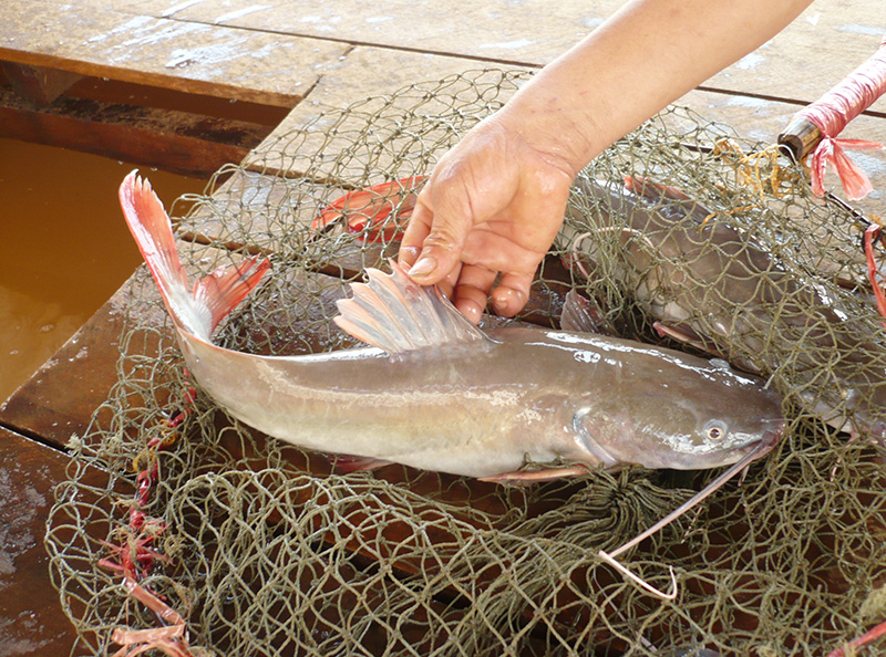 Thăng trầm nghề nuôi cá lăng nha