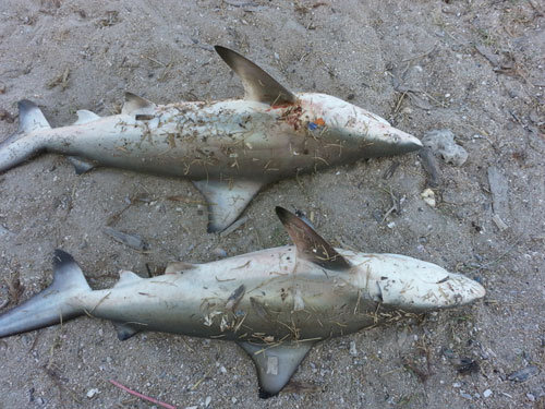 Hàng loạt cá mập xuất hiện tại vùng biển Khánh Hòa