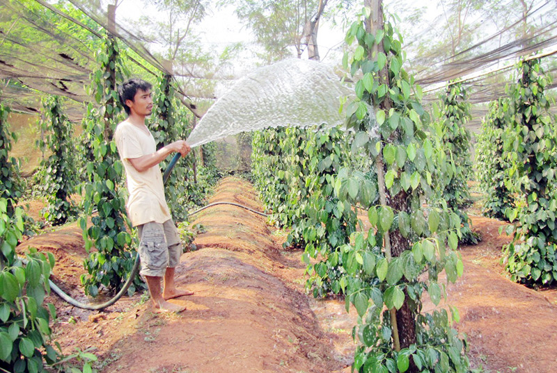 Cảnh báo việc trồng tiêu ồ ạt