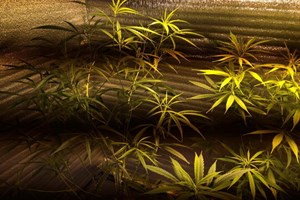 Hải Ph&ograve;ng: Bắt giữ đối tượng trồng cần sa trong nh&agrave; ri&ecirc;ng