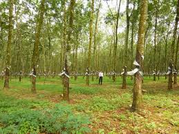 Phòng trừ bệnh hại trên cây cao su thời kỳ thay lá