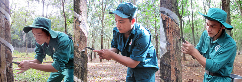 Những “bàn tay vàng” khơi dòng nhựa trắng