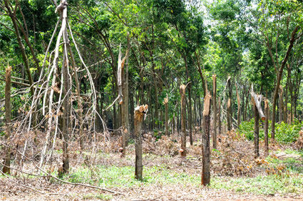 Công ty TNHH MTV cao su Phú Riềng: Gió lốc làm gãy đổ trên 10 ngàn cây cao su 