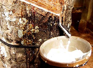 Công ty cổ phần Cao su Đồng Phú đạt lợi nhuận 287 tỷ đồng