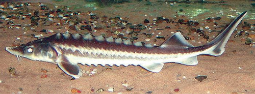 Chung tay bảo vệ cá tầm