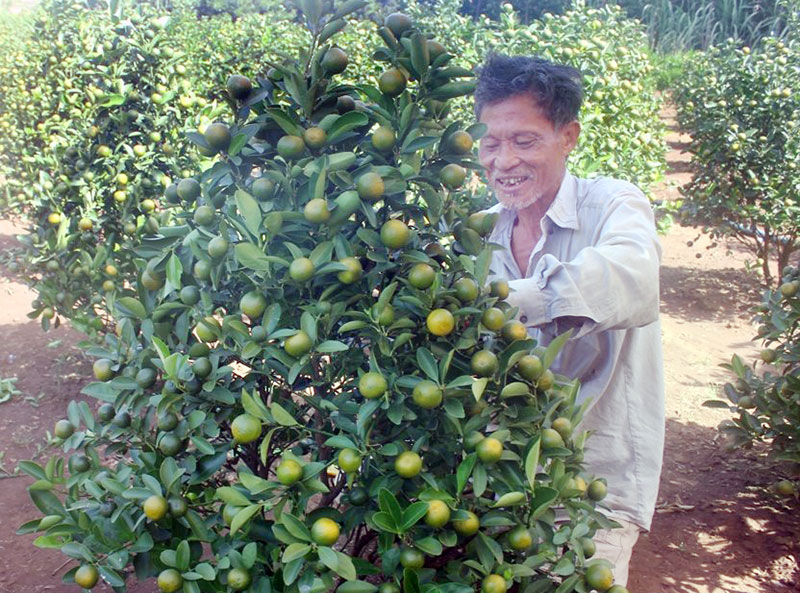 Hàng “ độc” cho chợ tết ở Tân Lợi, Lộc Phú (Lộc Ninh)