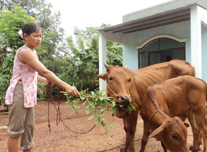 Dự án “ngân hàng bò” giúp nông dân thoát nghèo 