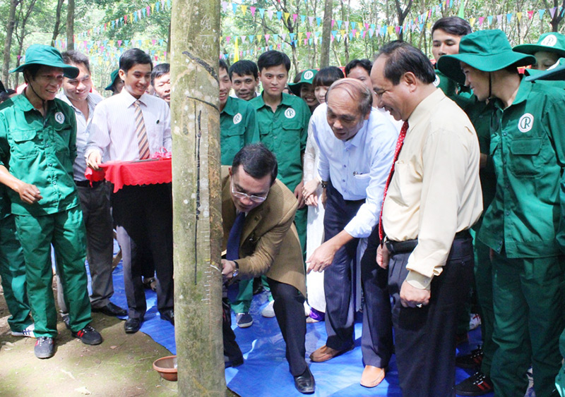 Công ty TNHH MTV cao su Phú Riềng: Phấn đấu khai thác 25.000 tấn mủ