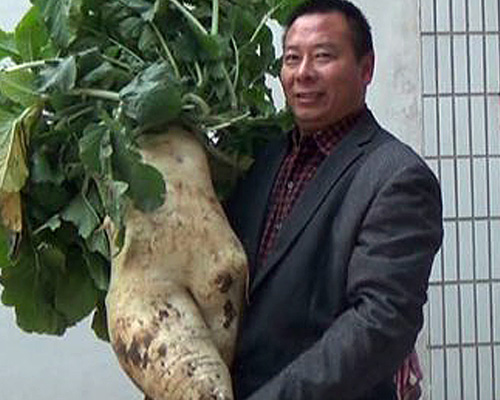 Củ cải khổng lồ