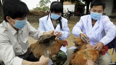 Sẵn sàng ứng phó dịch cúm A (H7N9)